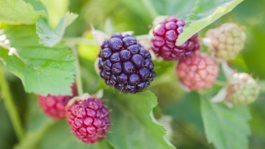 Редко известный плод Бойзеновой ягоды, богатый питательными веществами и полезными свойствами