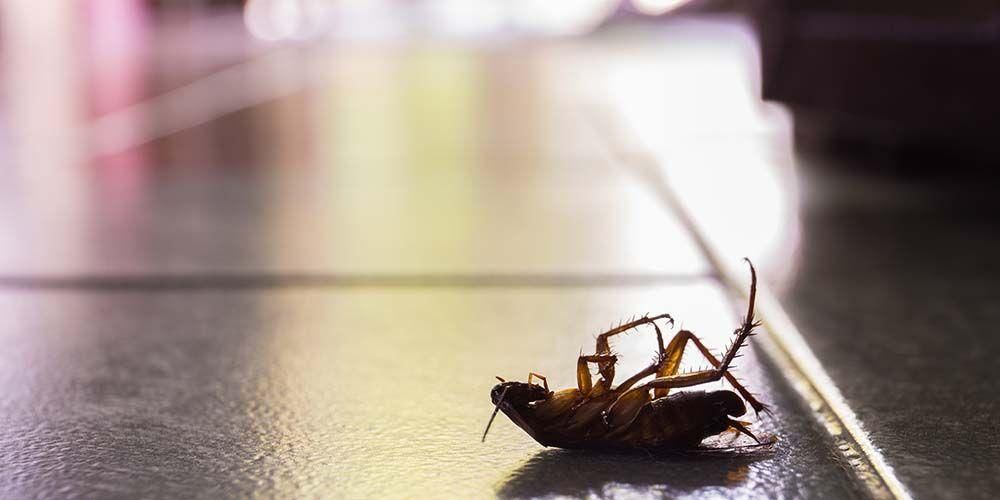 6 опасностей тараканов для здоровья жителей дома, которые нельзя недооценивать