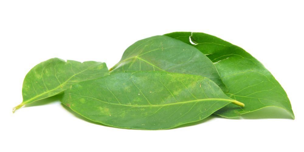Cunoașteți beneficiile decoctului de frunze de dafin, care este sănătos pentru organism