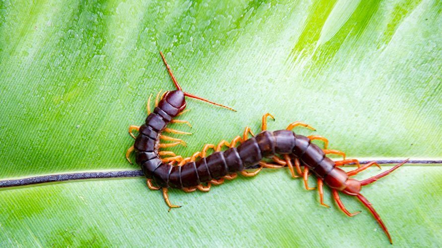 6 moduri de a scăpa de centipede de acasă