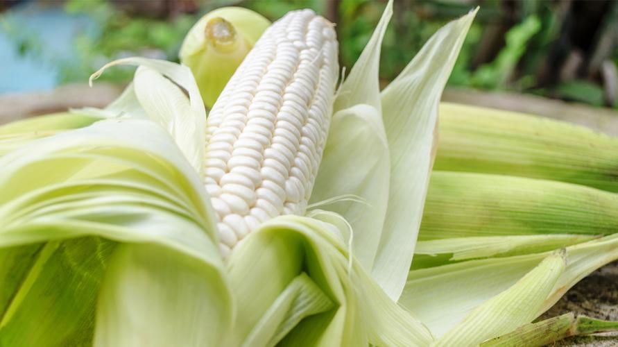 Upoznajte Pulut kukuruz, kukuruz s ukusnom i zdravom ljepljivom teksturom