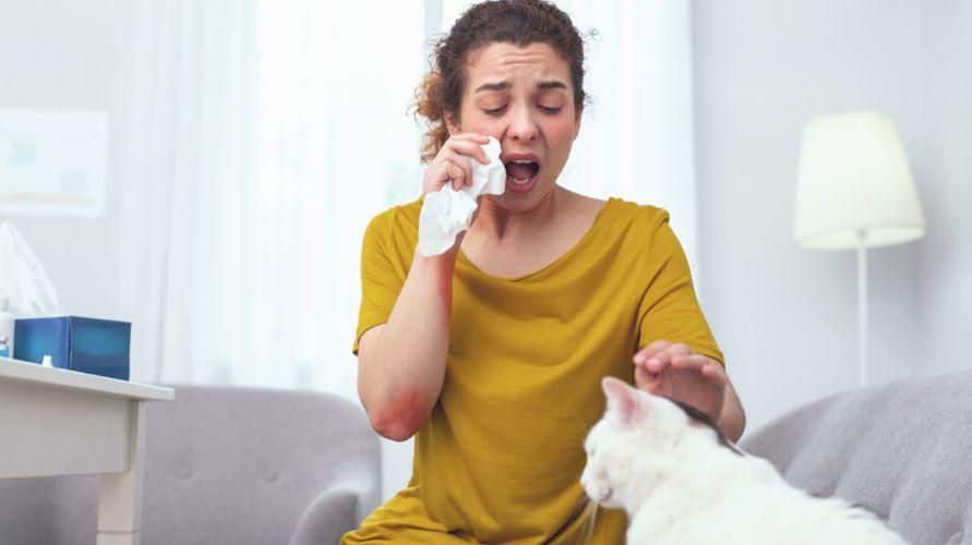 Connaître les allergies aux chats et la bonne façon de les surmonter