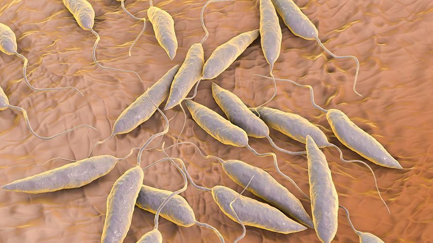 Leishmania Protozoa викликає лейшманіоз, знайте симптоми