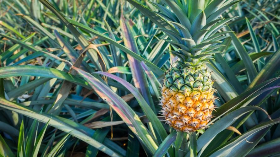 6 mogelijke voordelen van ananasbladeren voor de gezondheid