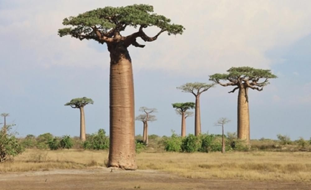5 voordelen van baobabbomen, hoge bomen met veel gezondheidsvoordelen