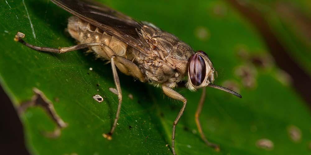 Conociendo los insectos moscas tsetsé que causan la enfermedad del sueño