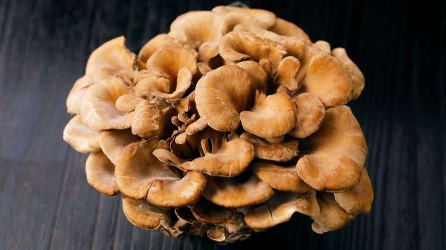 Prednosti maitake gljiva, počevši od snižavanja kolesterola do liječenja raka
