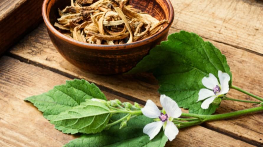 8 prednosti biljaka bijelog sljeza za zdravlje