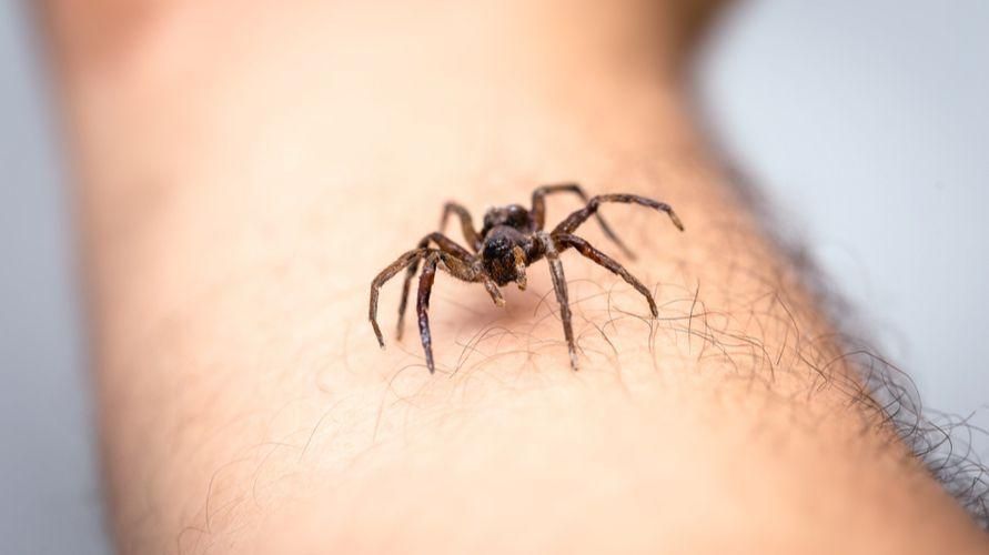 Последствия укуса паука и первая помощь, которую необходимо оказать