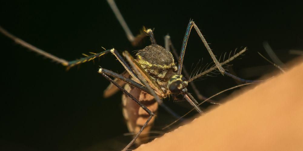 두 개의 Chikungunya 모기, Aedes Aegypti 및 Aedes Albopticus에 대해 알아보기